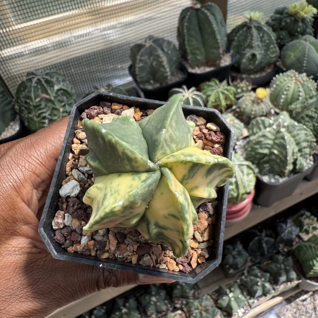 Astrophytum myriostigma cv. Fukuryu Variegated