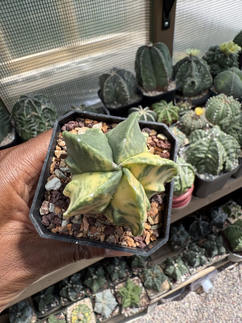 Astrophytum myriostigma cv. Fukuryu Variegated