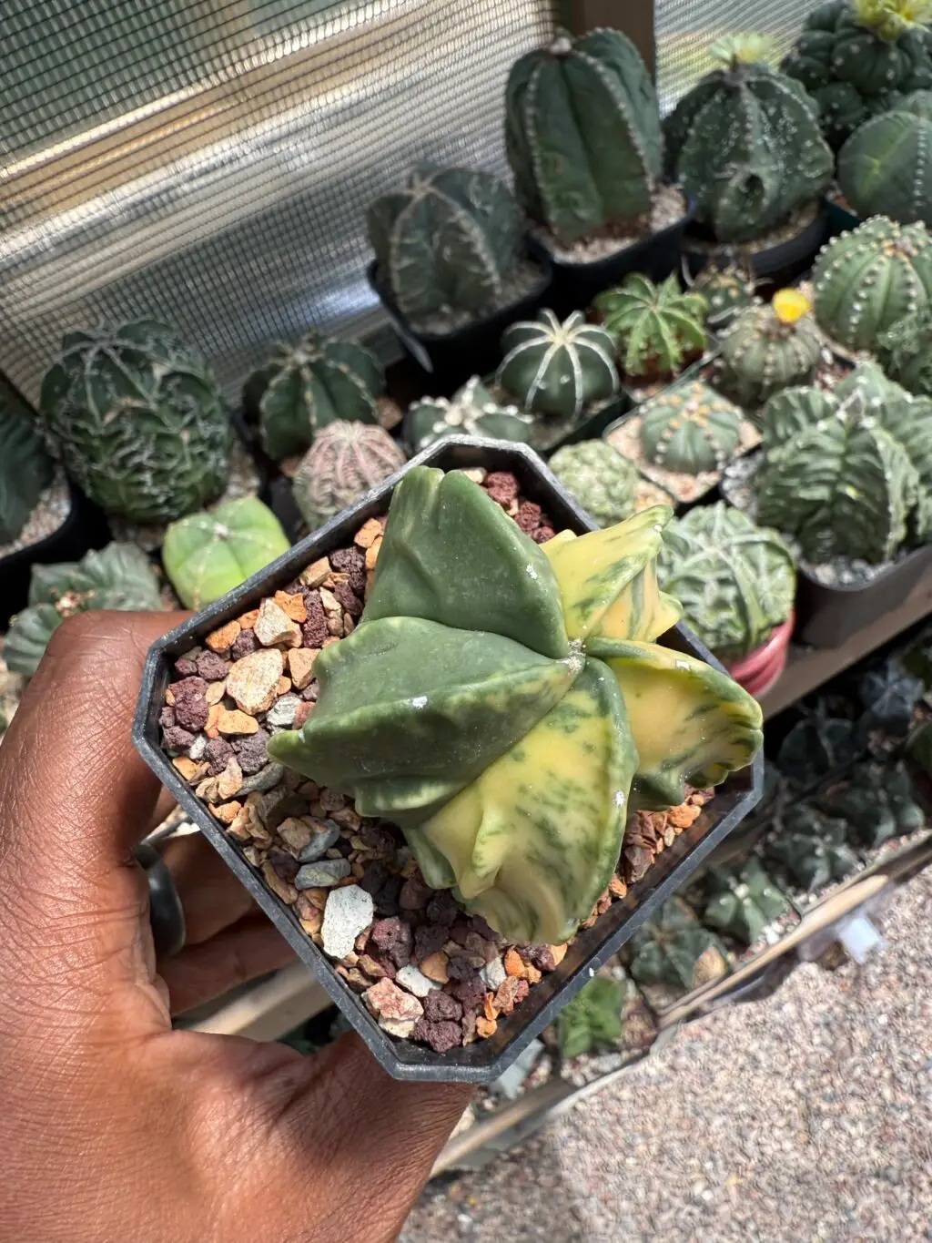 Astrophytum myriostigma cv. Fukuryu Variegated - Image 3