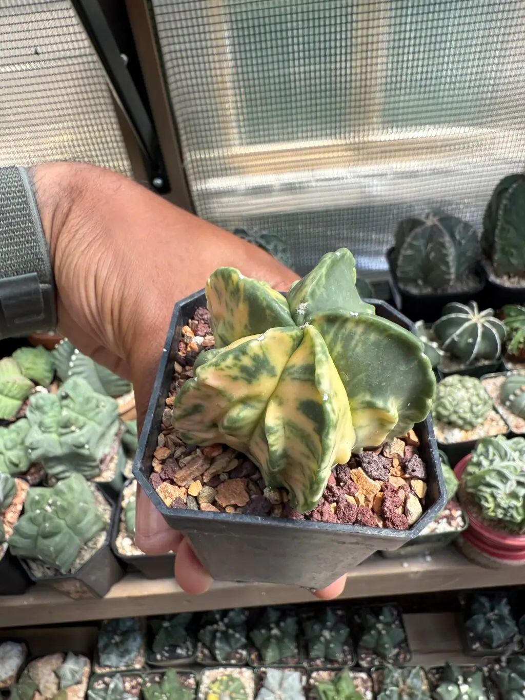 Astrophytum myriostigma cv. Fukuryu Variegated - Image 4