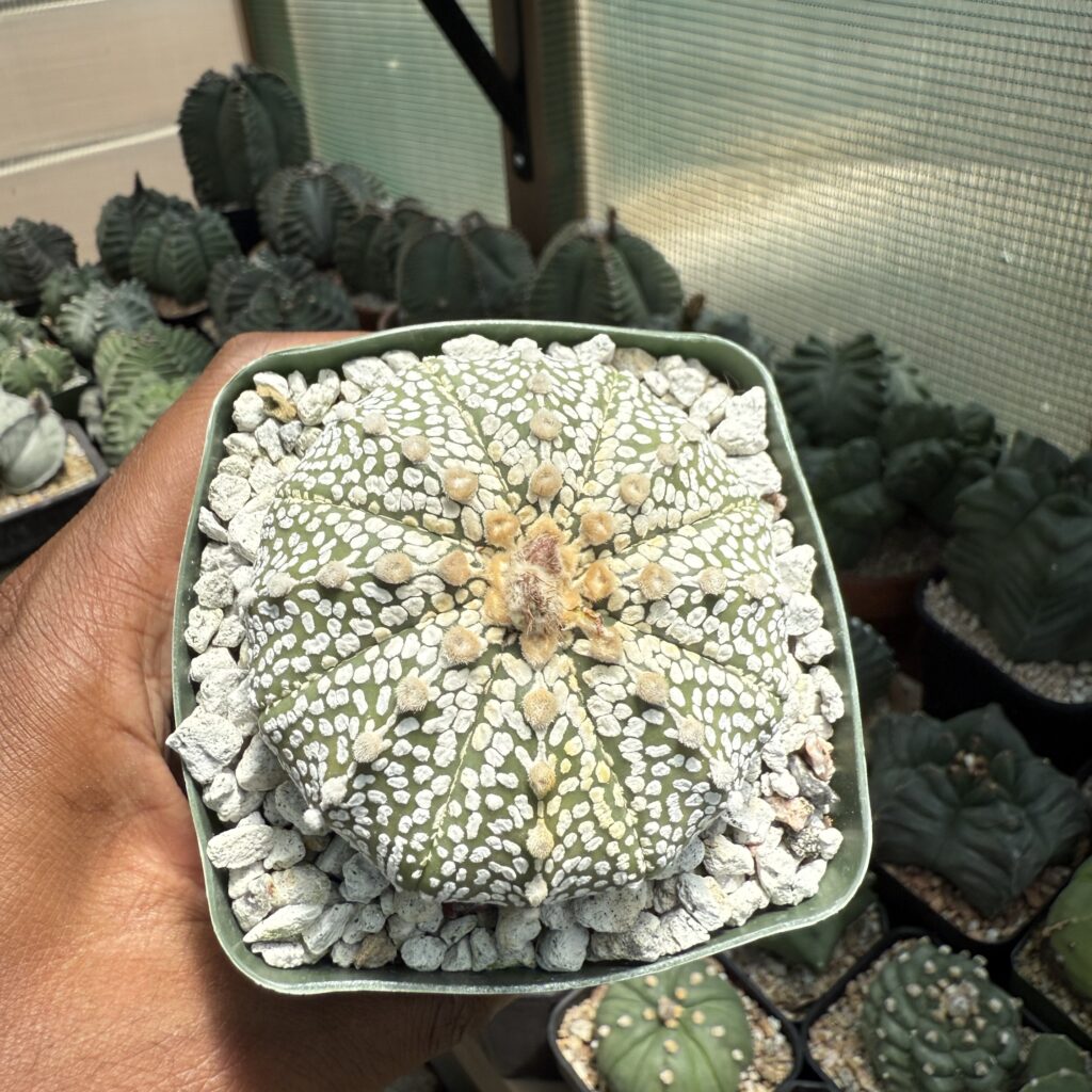 Astrophytum asterias cv. Superkabuto
