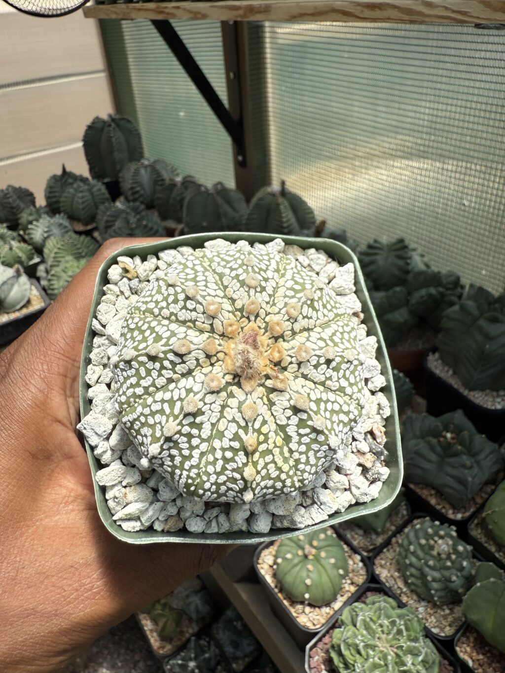 Astrophytum asterias cv. Superkabuto