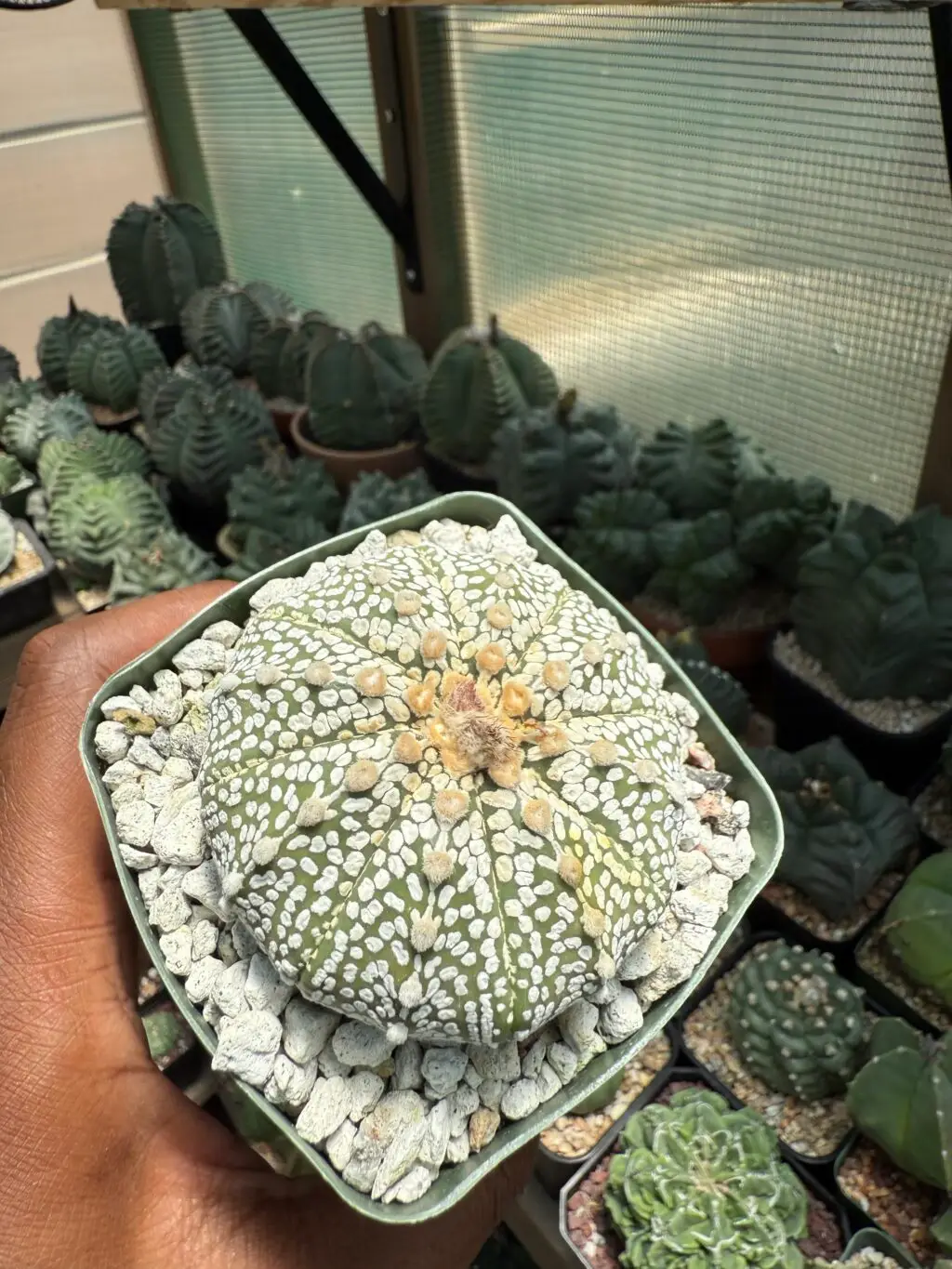Astrophytum asterias cv. Superkabuto - Image 3