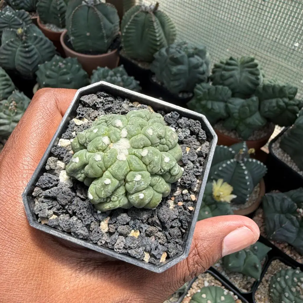 Astrophytum asterias cv. Kikko Lizard Skin cristata