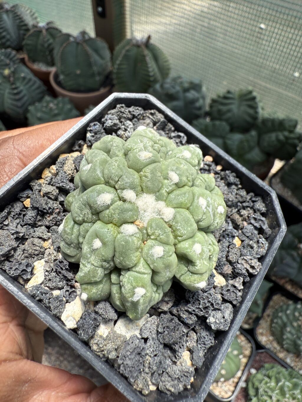 Astrophytum asterias cv. Kikko Lizard Skin cristata - Image 2