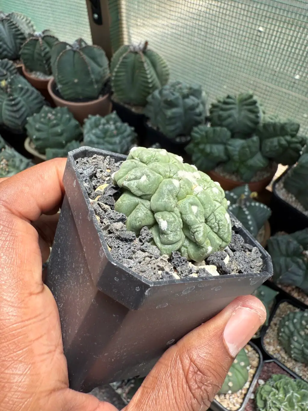 Astrophytum asterias cv. Kikko Lizard Skin cristata - Image 3