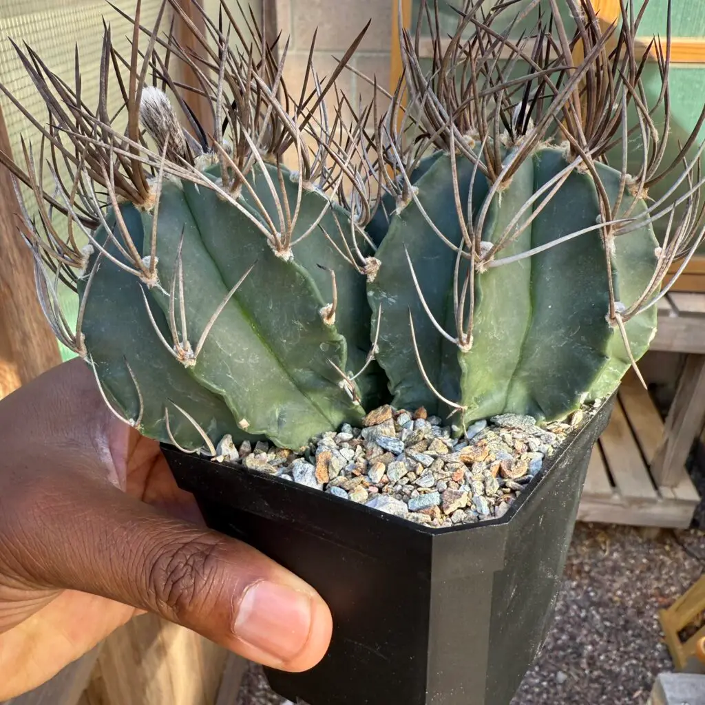 Astrophytum capricorne var. crassispinum 2 headed