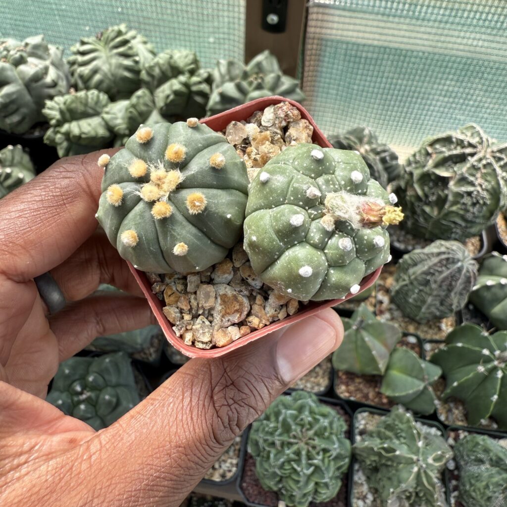 Astrophytum asterias Bundle