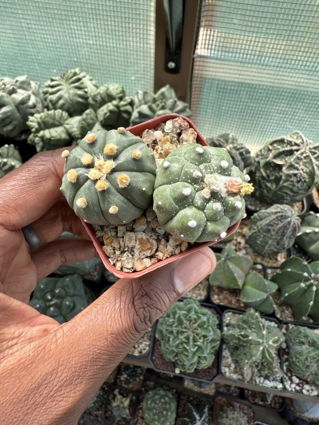 Astrophytum asterias Bundle
