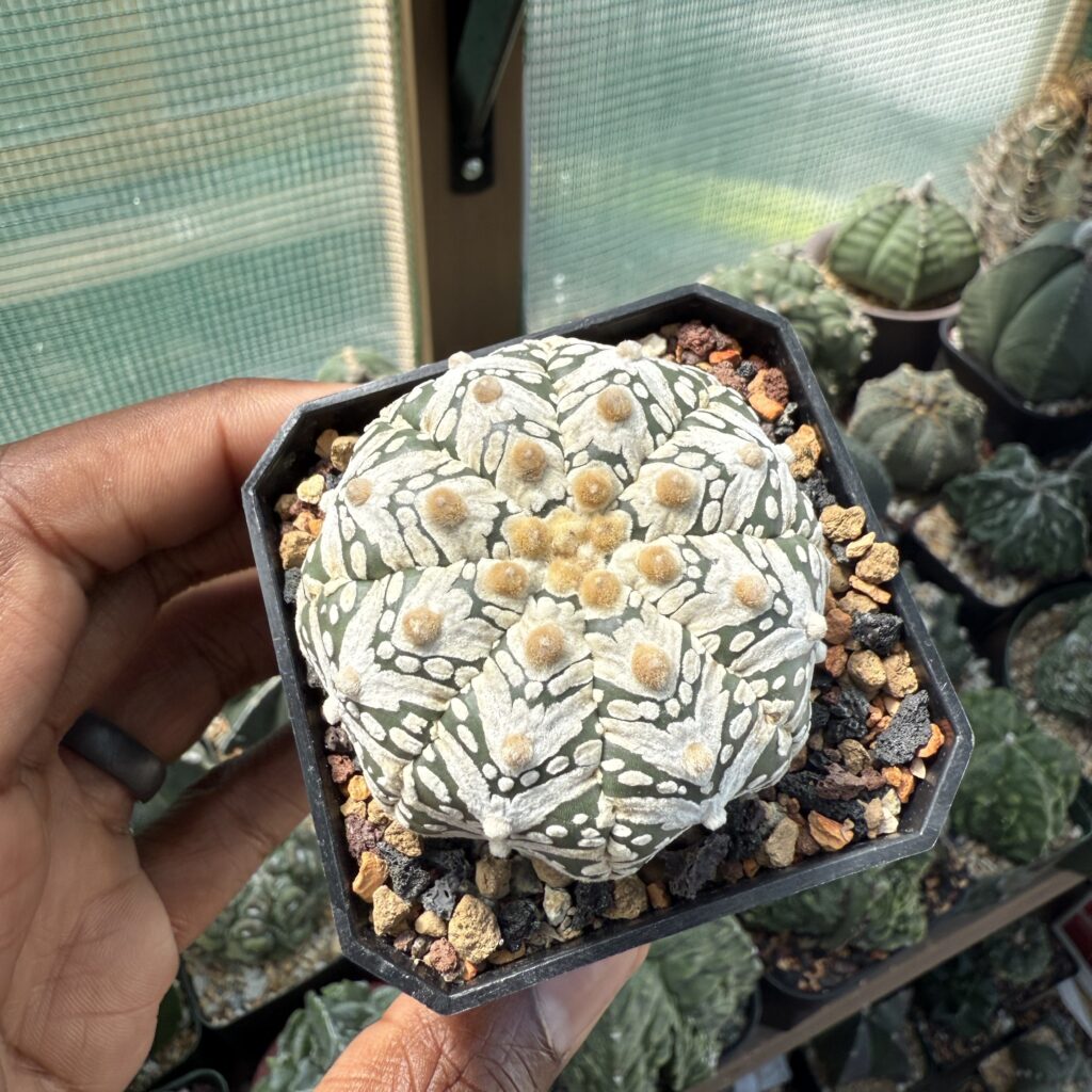 Astrophytum asterias cv. Superkabuto V-Type