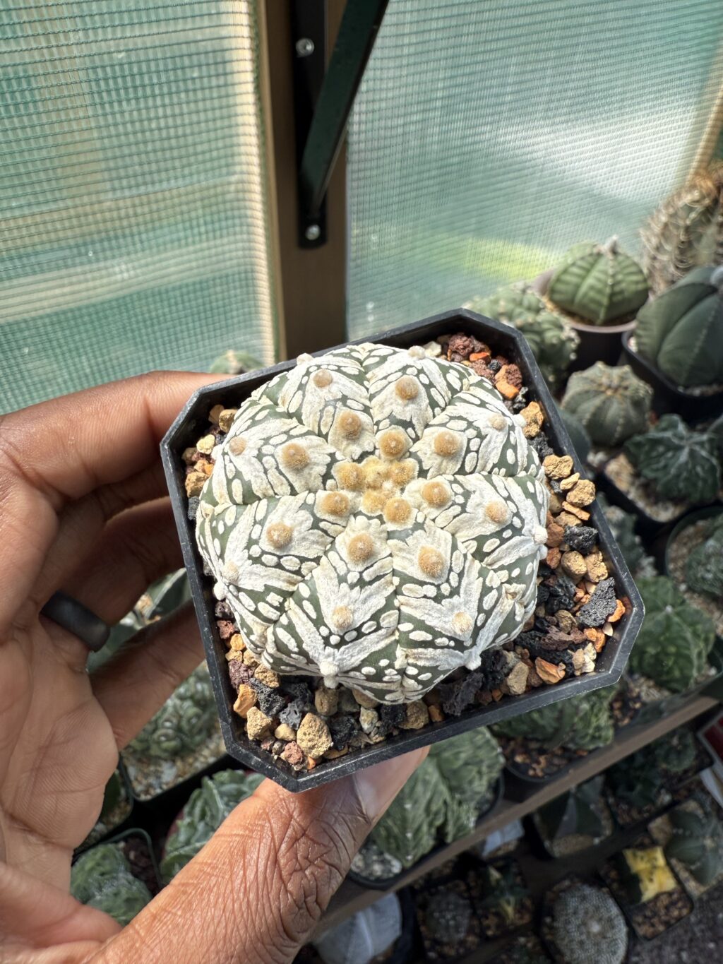 Astrophytum asterias cv. Superkabuto V-Type