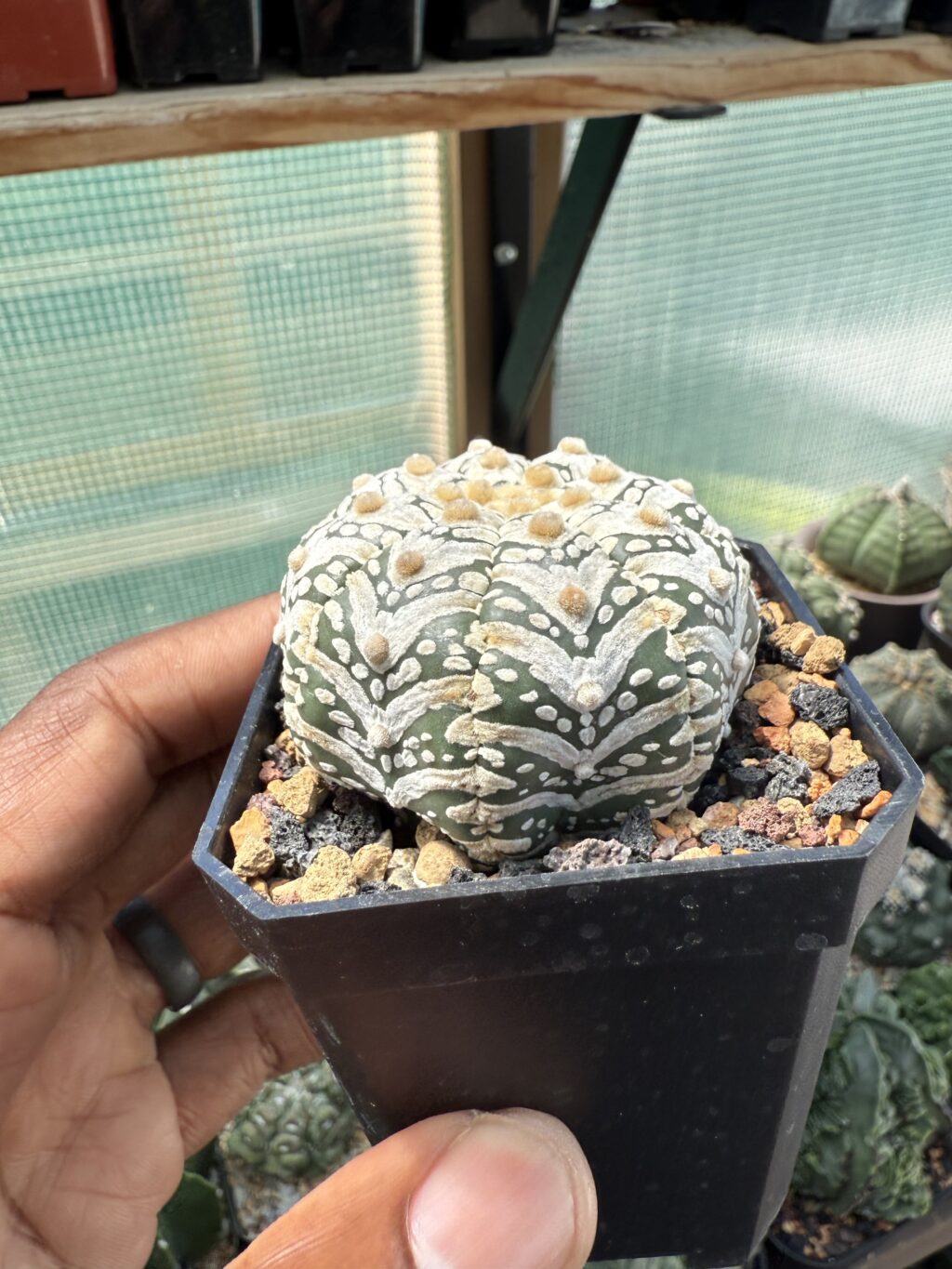 Astrophytum asterias cv. Superkabuto V-Type - Image 2