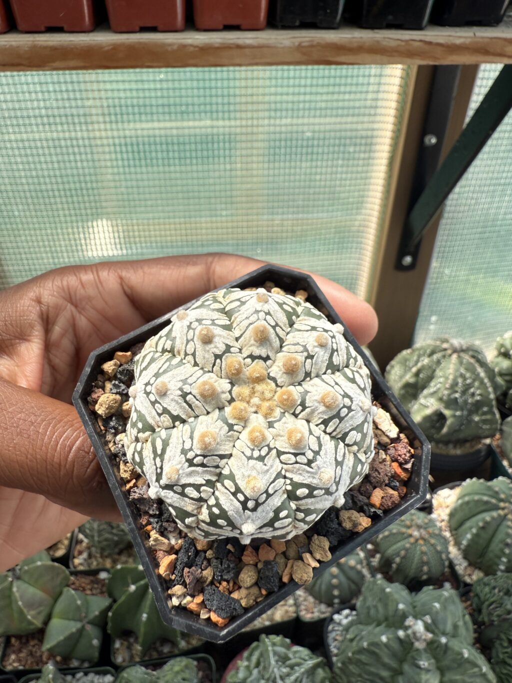 Astrophytum asterias cv. Superkabuto V-Type - Image 3
