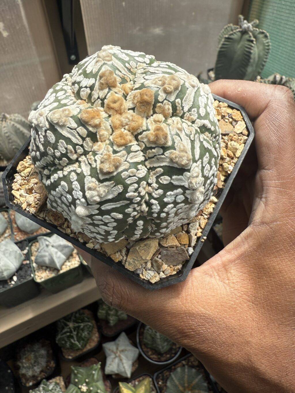 Astrophytum asterias cv. Superkabuto V-Type 5 rib Fukuryu Ooibo - Image 2