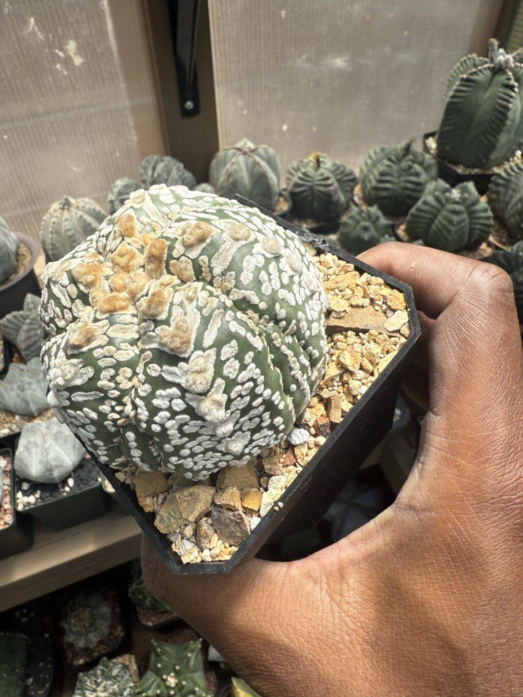 Astrophytum asterias cv. Superkabuto V-Type 5 rib Fukuryu Ooibo - Image 3