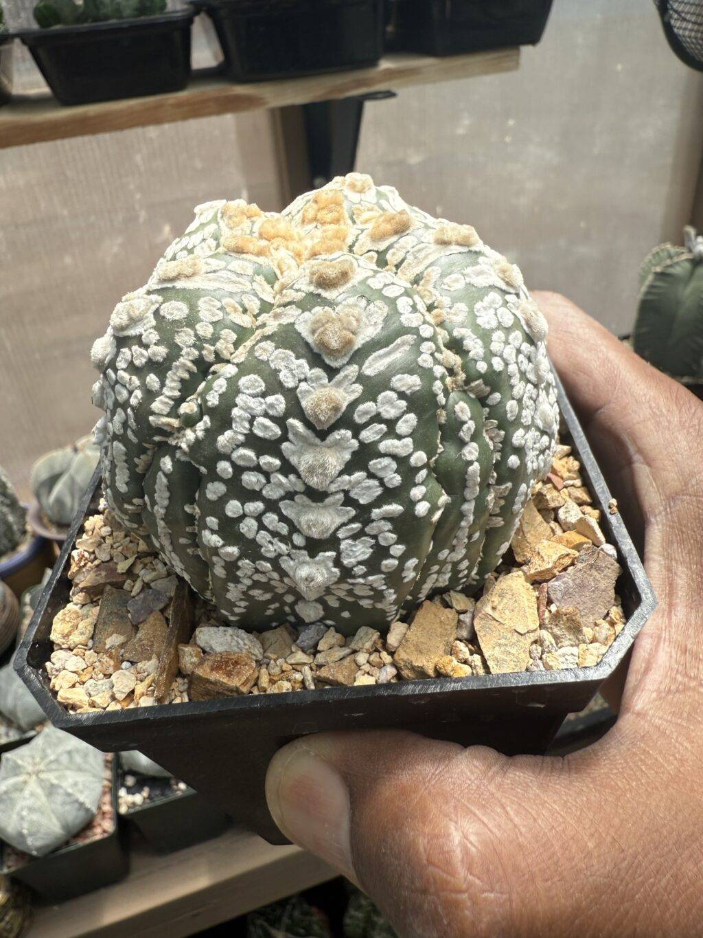 Astrophytum asterias cv. Superkabuto V-Type 5 rib Fukuryu Ooibo - Image 4