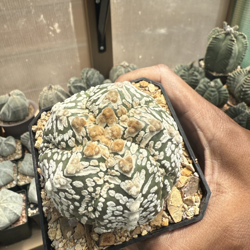 Astrophytum asterias cv. Superkabuto V-Type 5 rib Fukuryu Ooibo