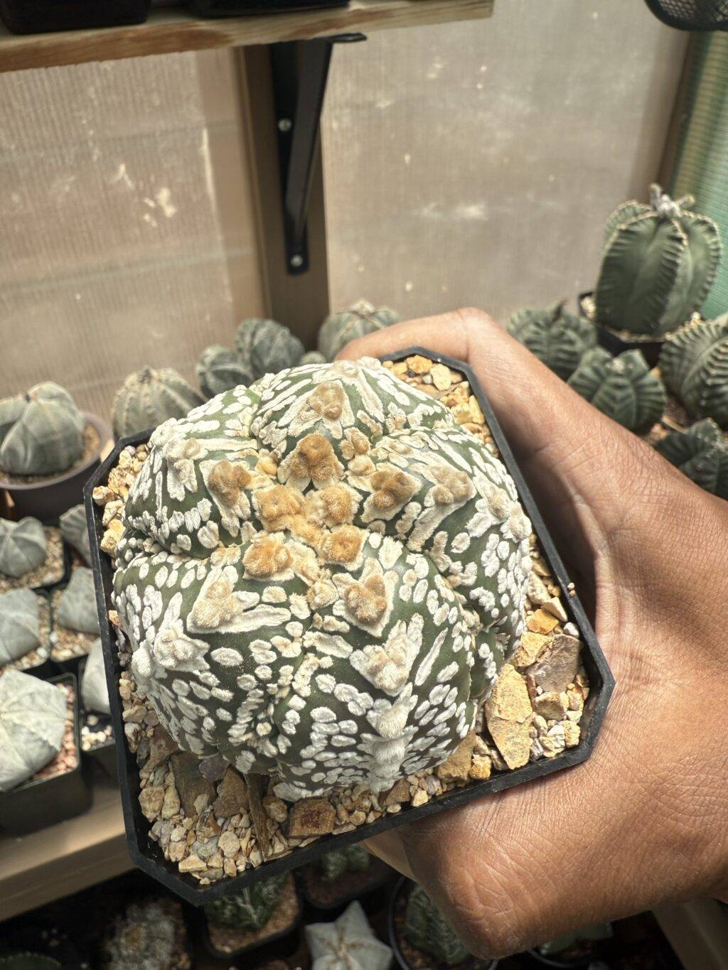 Astrophytum asterias cv. Superkabuto V-Type 5 rib Fukuryu Ooibo