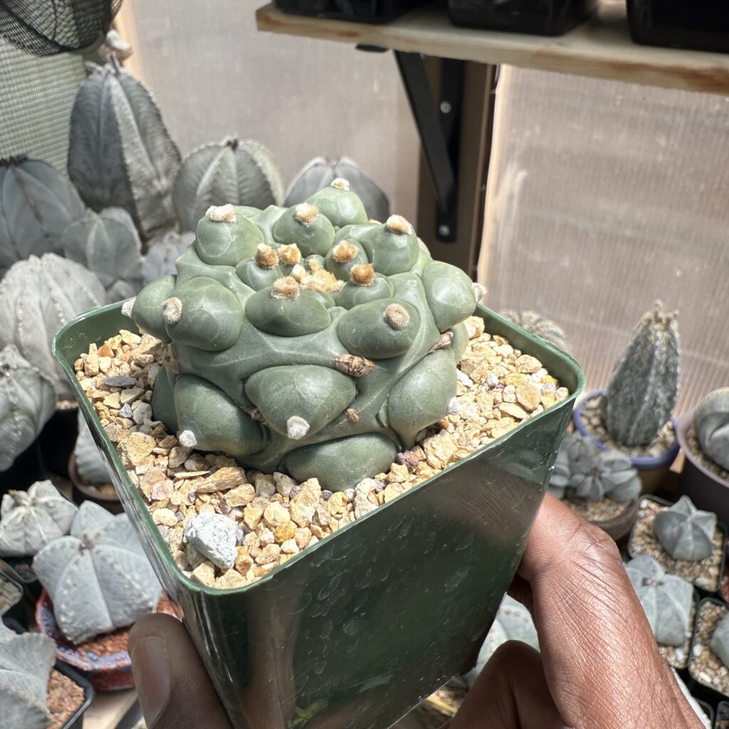 Astrophytum asterias cv. Kikko Durian