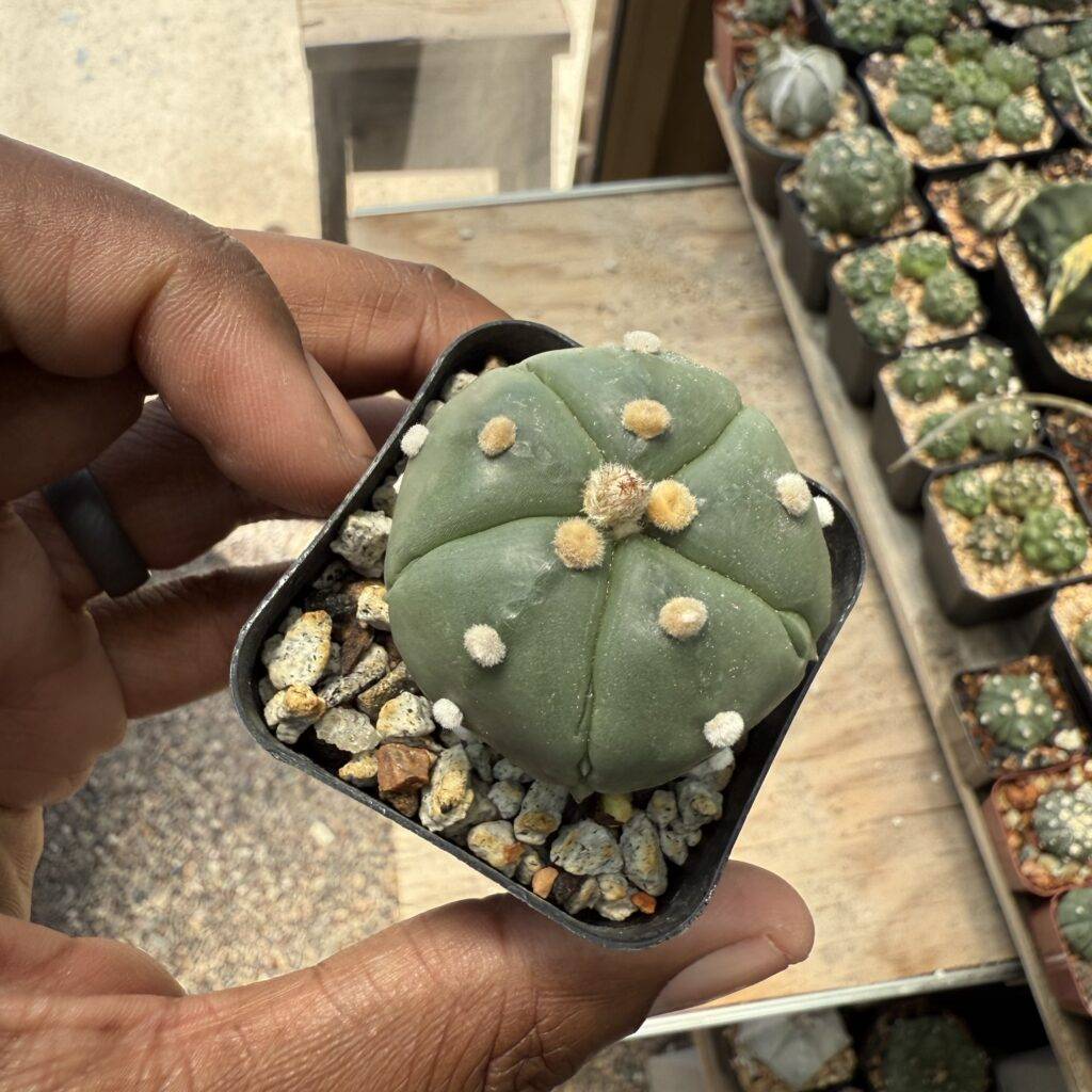 Astrophytum asterias Fukuryu