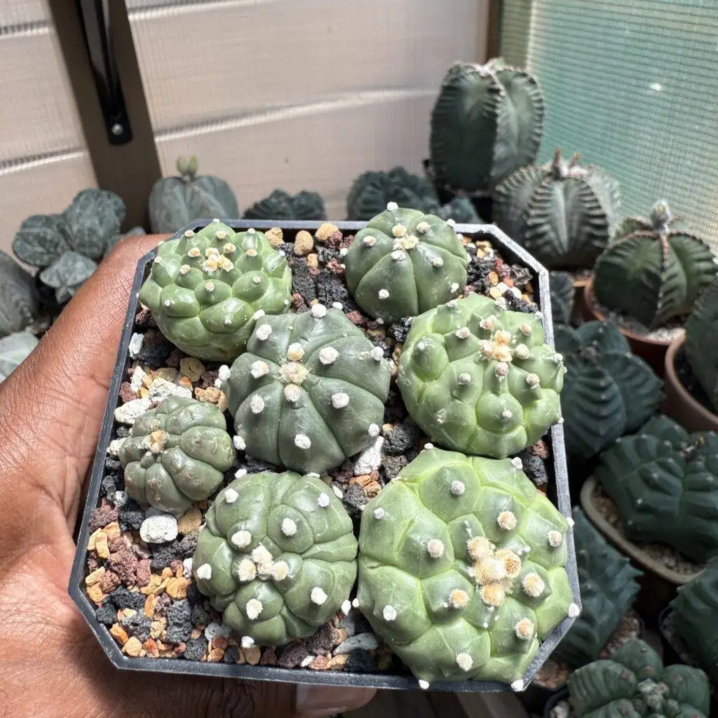 Astrophytum asterias cv. Kikko Bundle