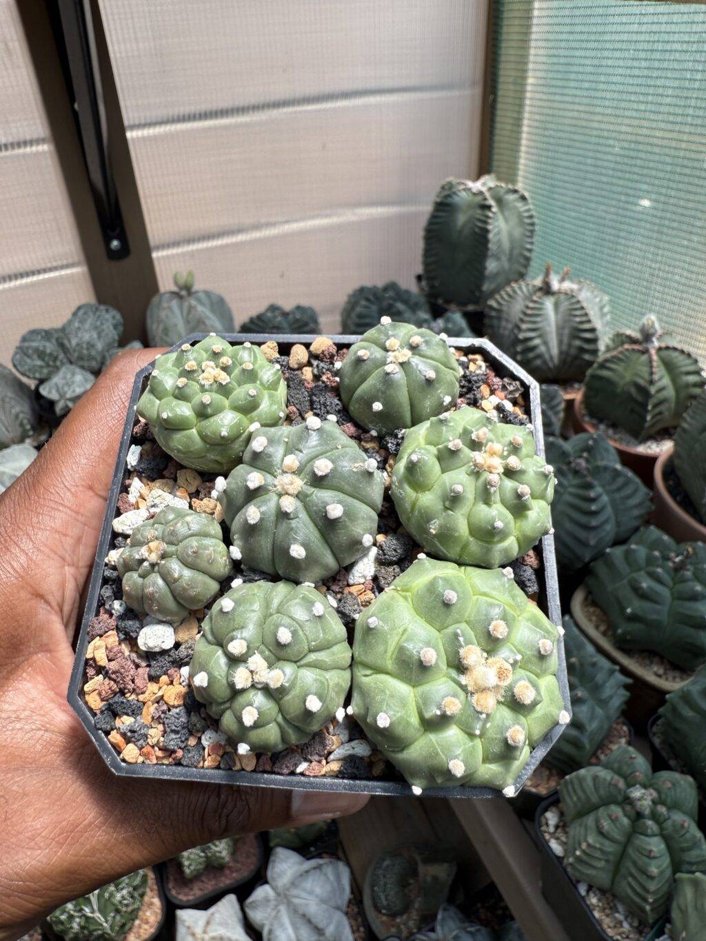Astrophytum asterias cv. Kikko Bundle