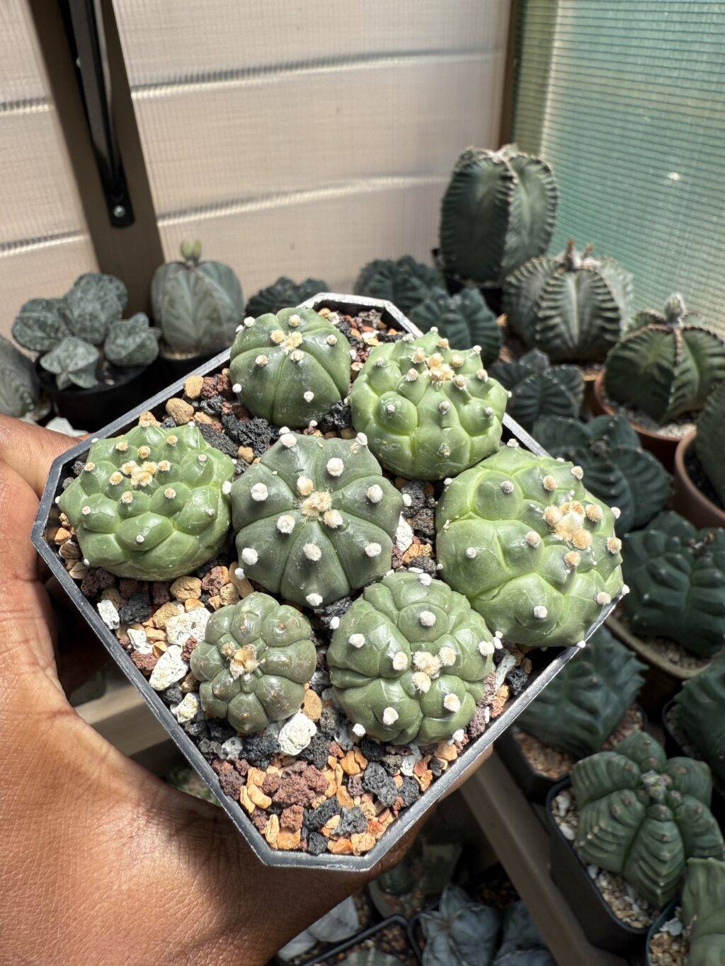 Astrophytum asterias cv. Kikko Bundle - Image 2