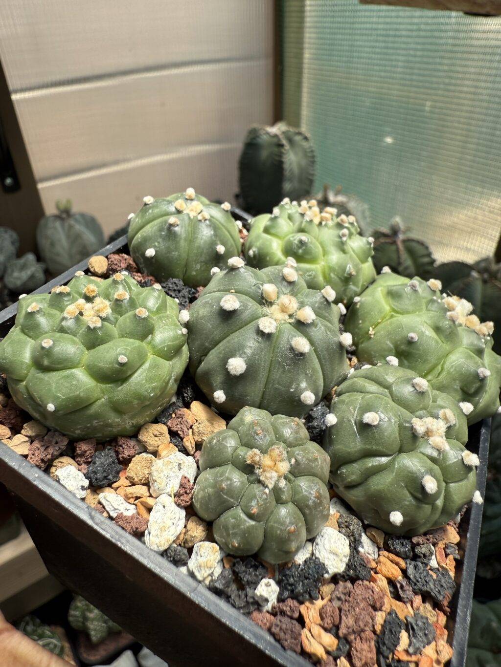 Astrophytum asterias cv. Kikko Bundle - Image 3
