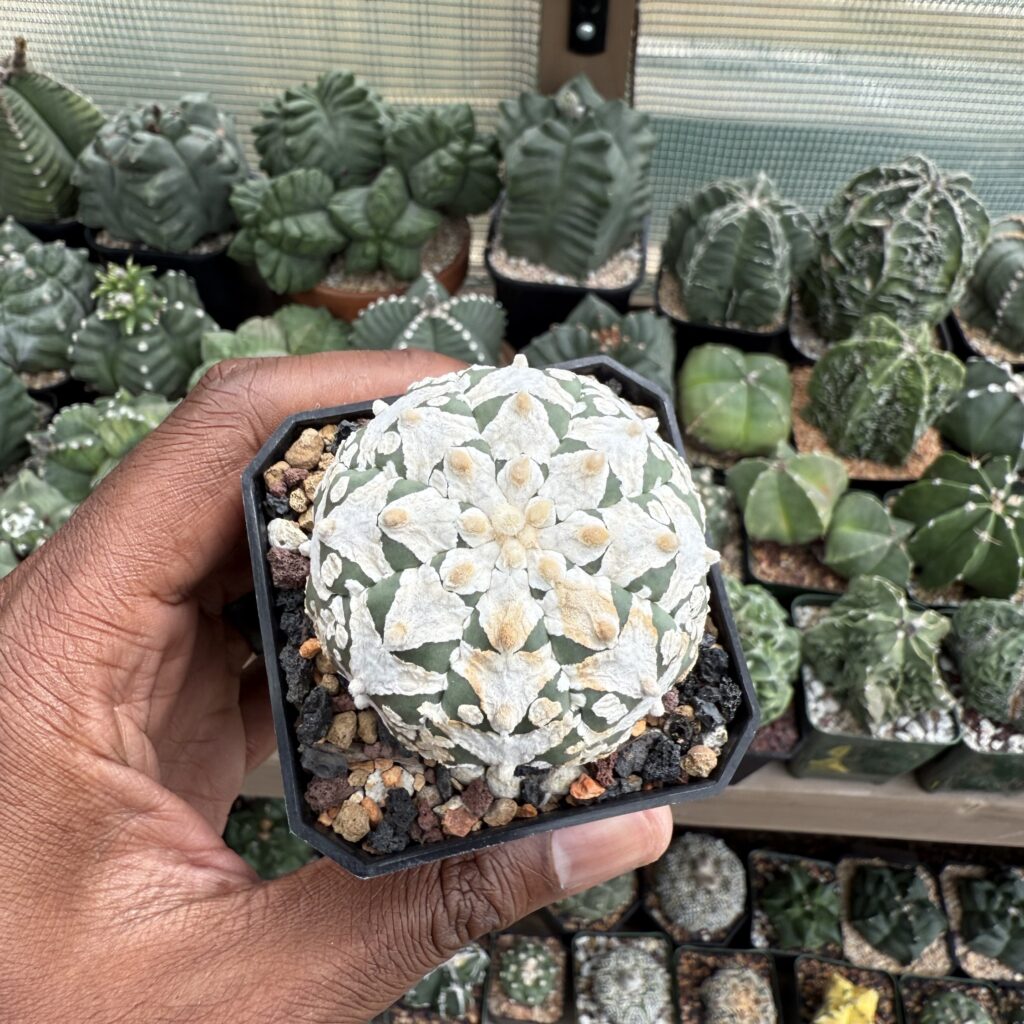 Astrophytum asterias cv. Superkabuto V-Type