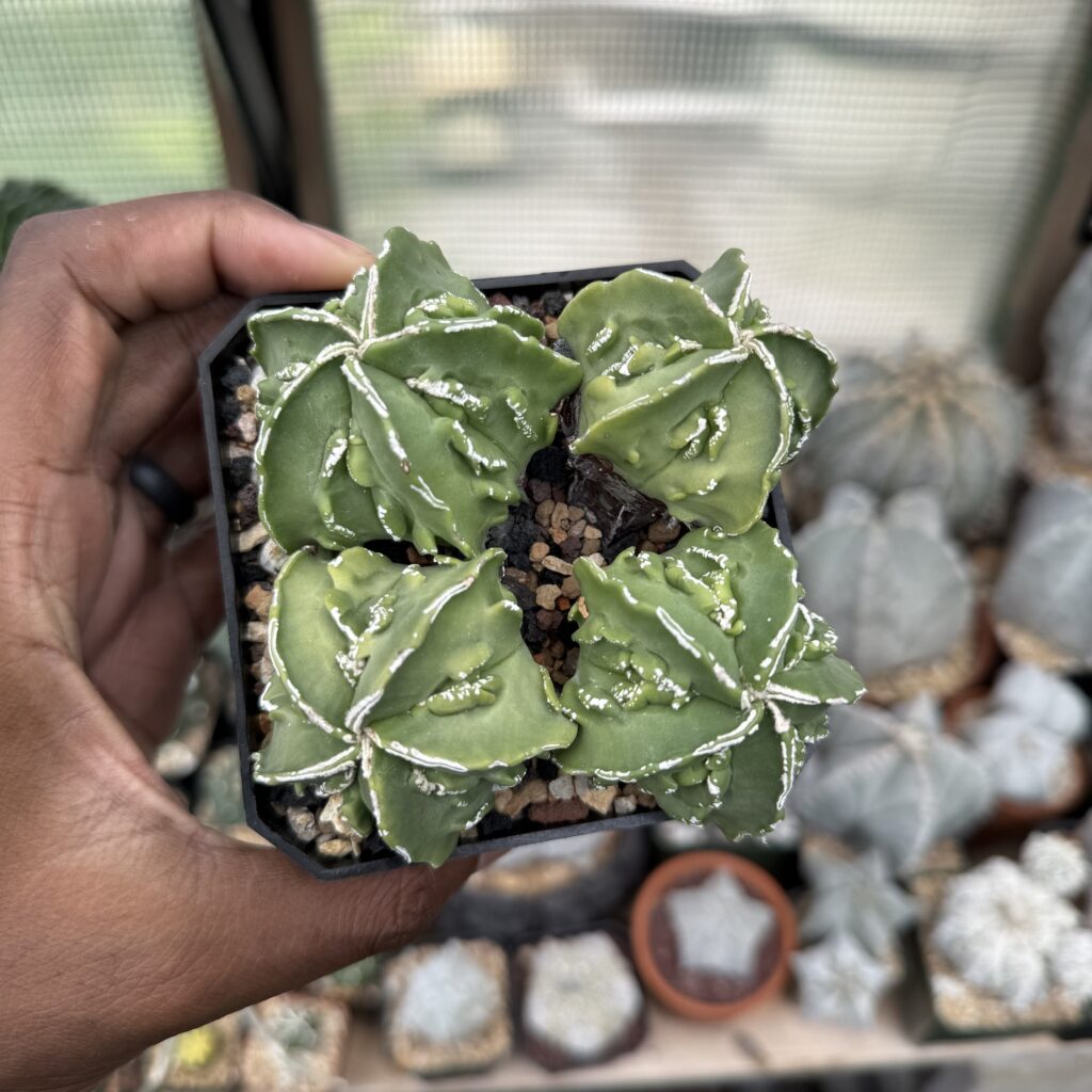 Astrophytum myriostigma cv. Fukuryu Hakujo 4 headed