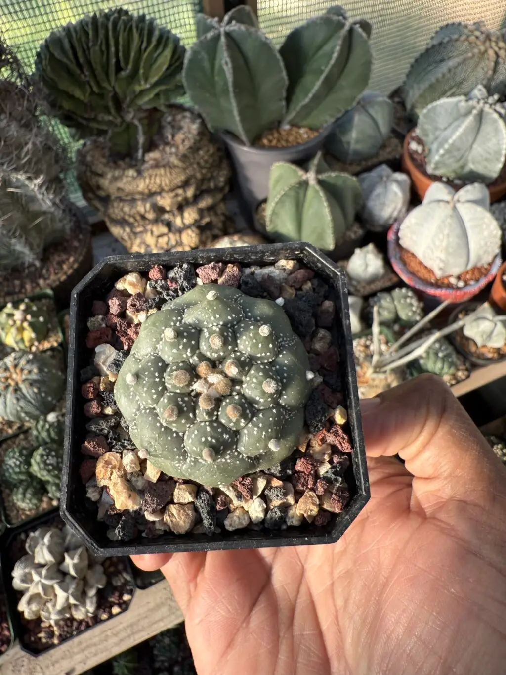 Astrophytum asterias cv. Kikko