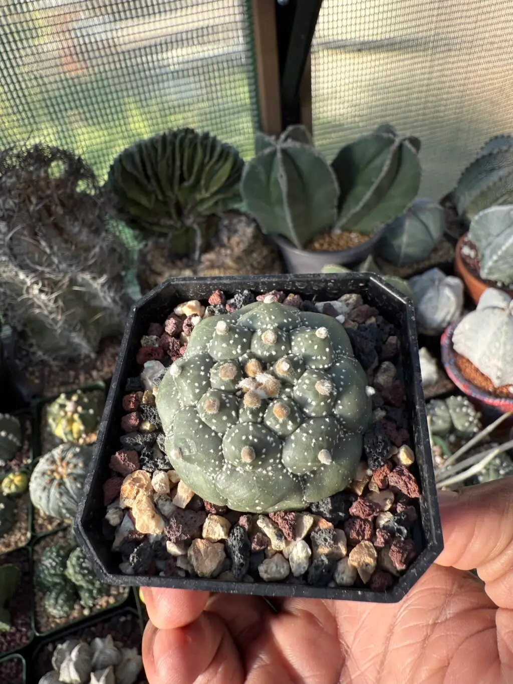 Astrophytum asterias cv. Kikko - Image 2