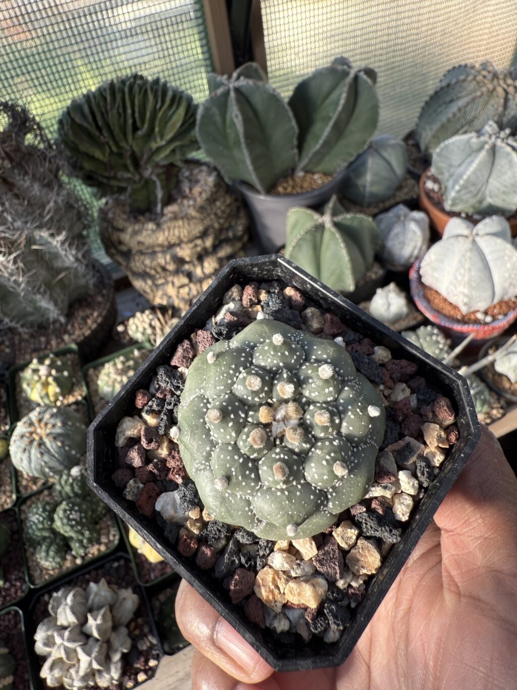 Astrophytum asterias cv. Kikko - Image 3