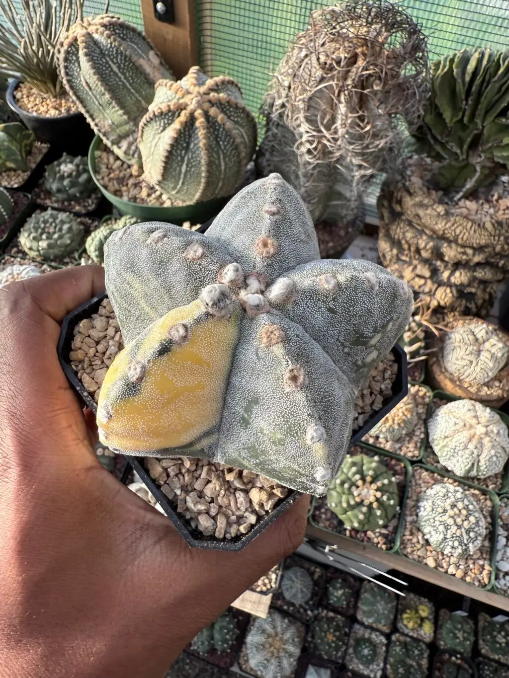 Astrophytum myriostigma Variegated