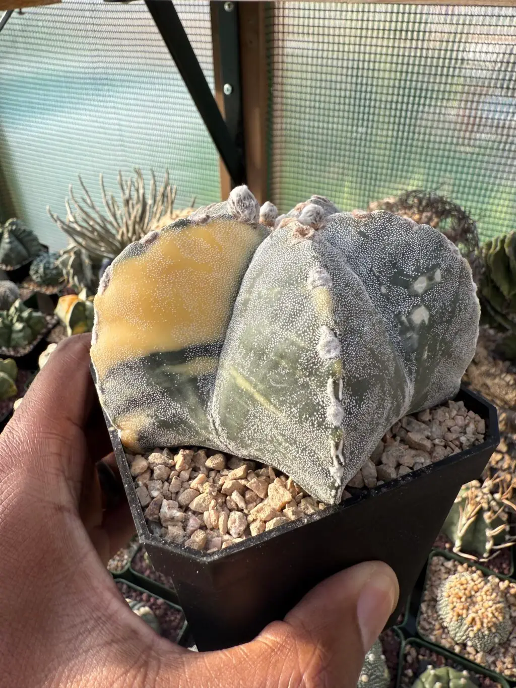 Astrophytum myriostigma Variegated - Image 2