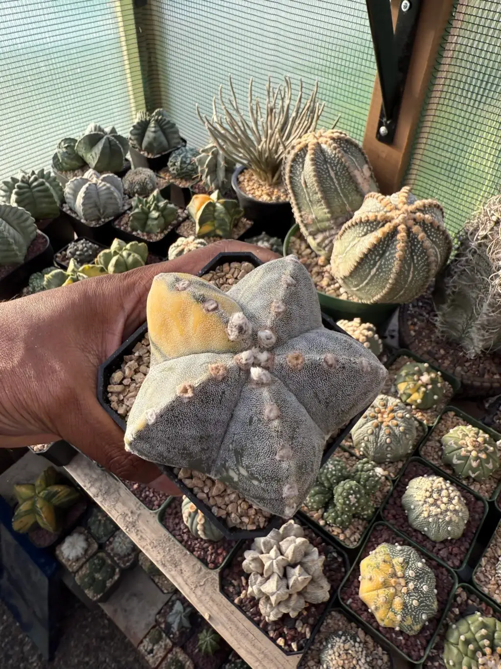 Astrophytum myriostigma Variegated - Image 3