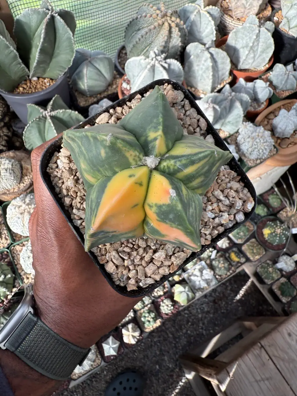 Astrophytum myriostigma nudum Variegated - Image 4