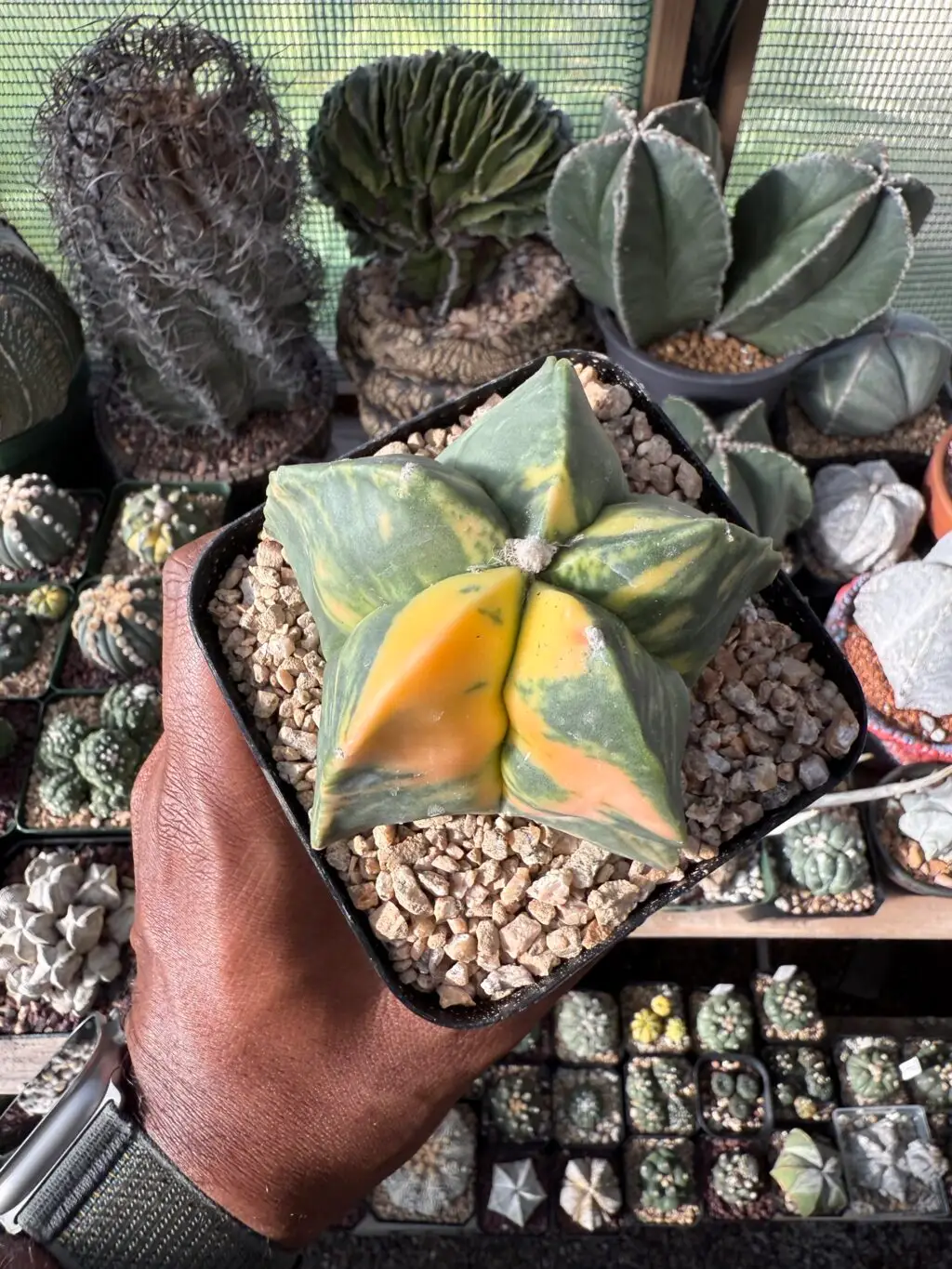 Astrophytum myriostigma nudum Variegated