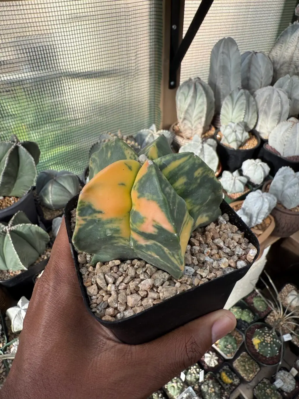 Astrophytum myriostigma nudum Variegated - Image 3