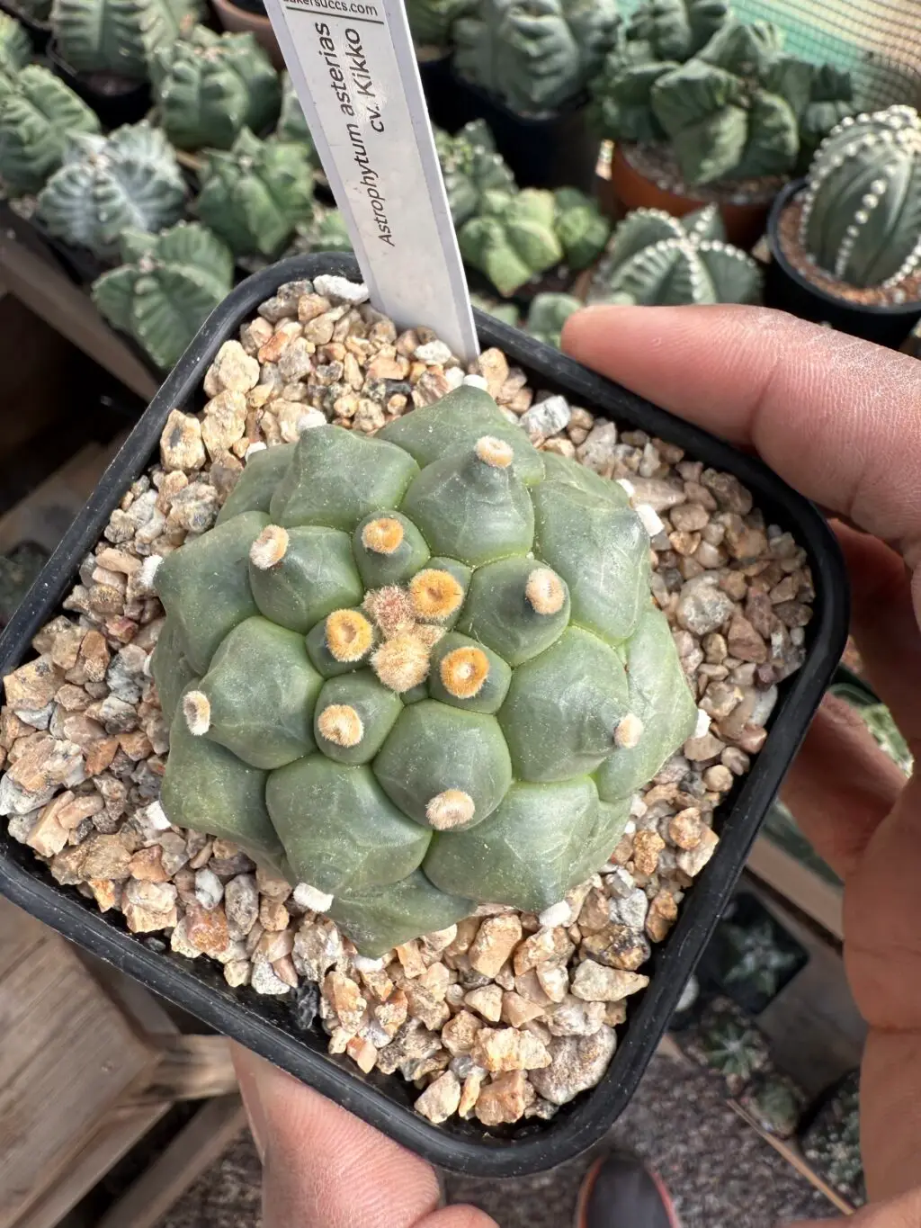 Astrophytum asterias cv. Kikko