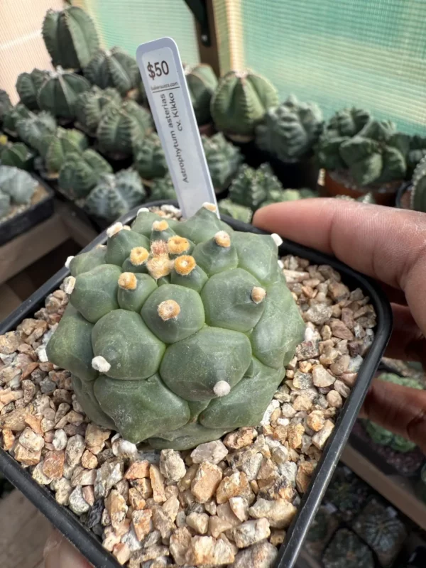 Astrophytum asterias cv. Kikko - Image 3