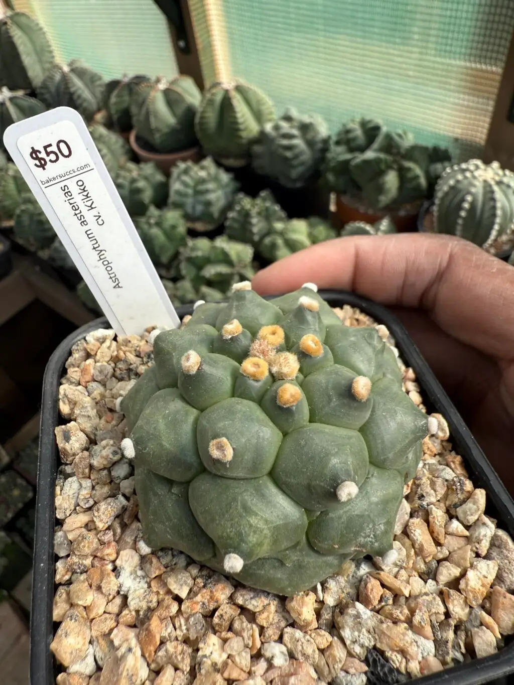 Astrophytum asterias cv. Kikko - Image 2