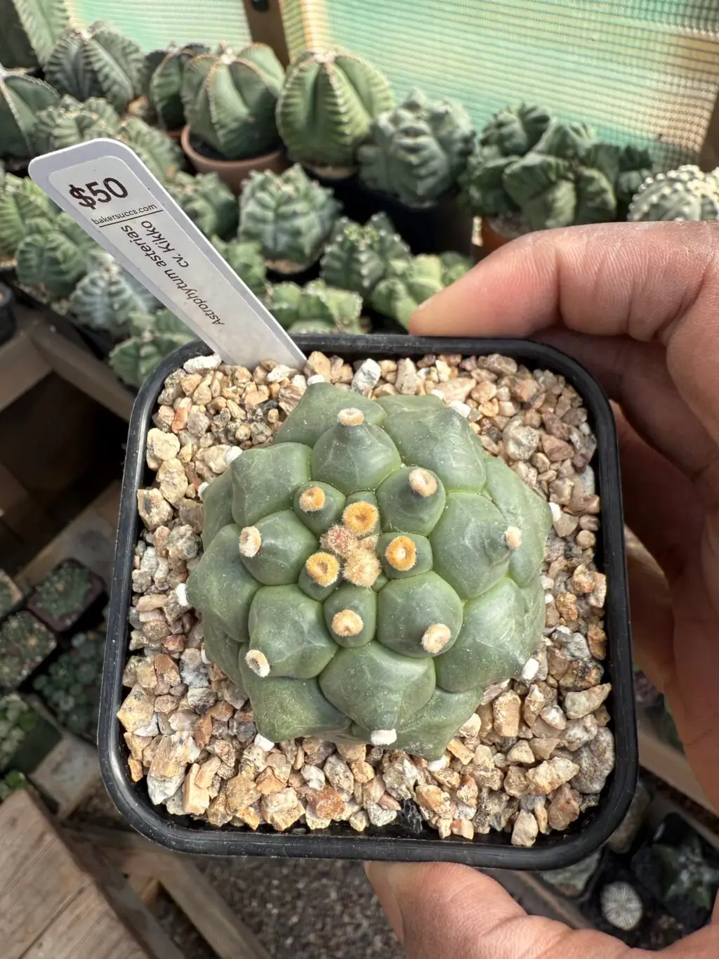 Astrophytum asterias cv. Kikko - Image 4