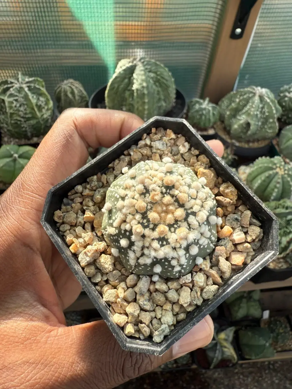 Astrophytum asterias cv. Hanazono