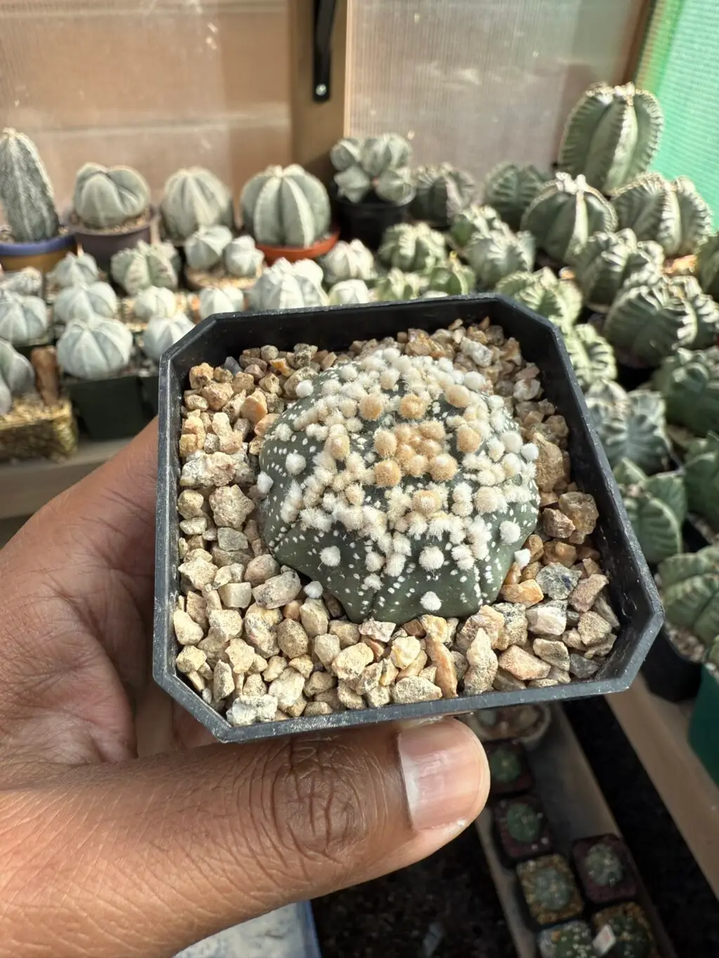 Astrophytum asterias cv. Hanazono - Image 3