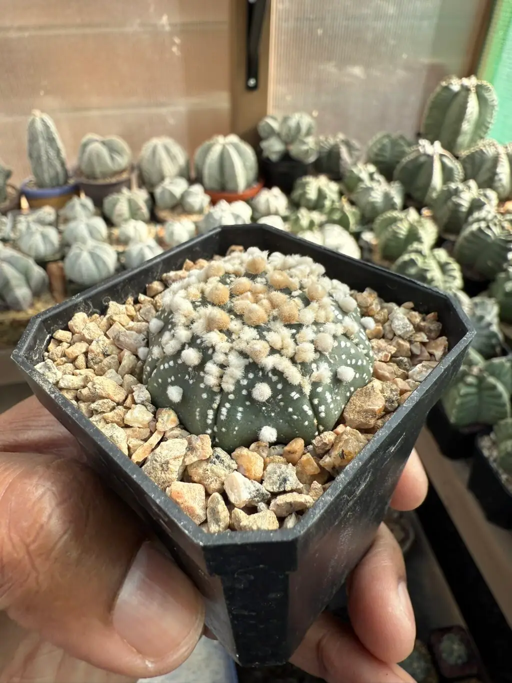 Astrophytum asterias cv. Hanazono - Image 2