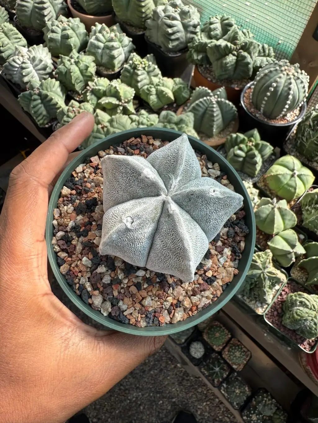 Astrophytum coahuilense