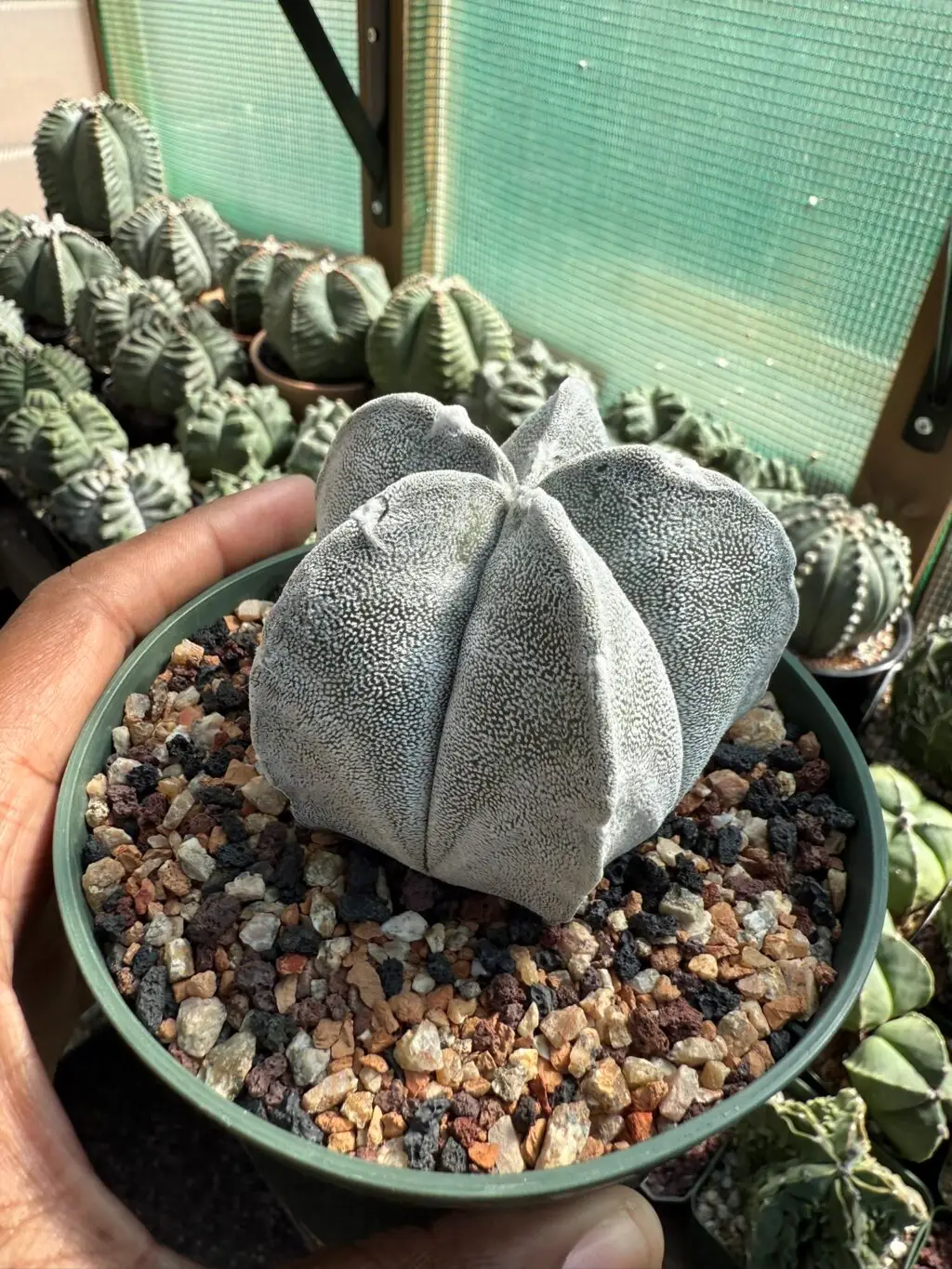 Astrophytum coahuilense - Image 3