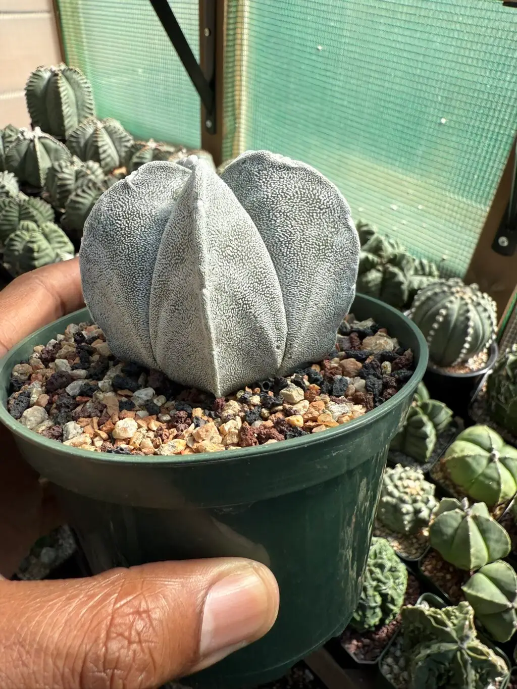 Astrophytum coahuilense - Image 2