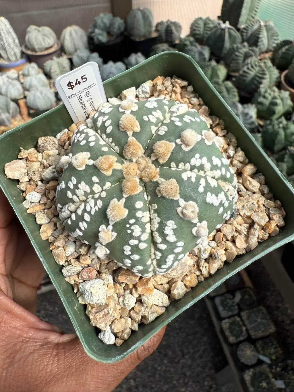 Astrophytum asterias cv. Superkabuto 5 Rib - Image 2